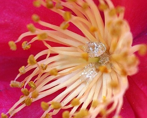 Nectar