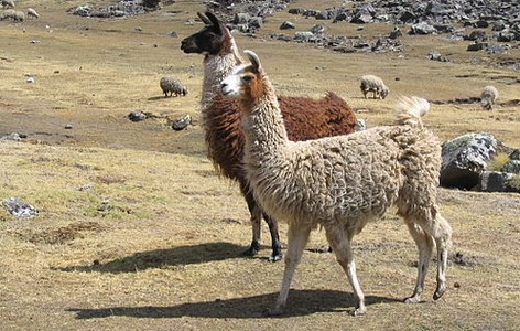 Inca animal husbandry