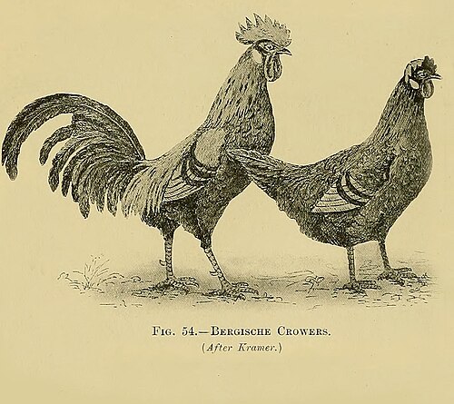 Cannibalism in poultry