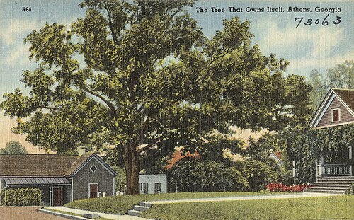 Tree That Owns Itself