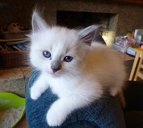 Cute aggression