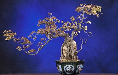 Penjing