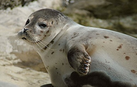 Earless seal