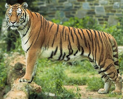 Felidae