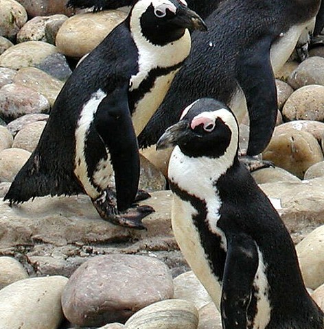 Banded penguin