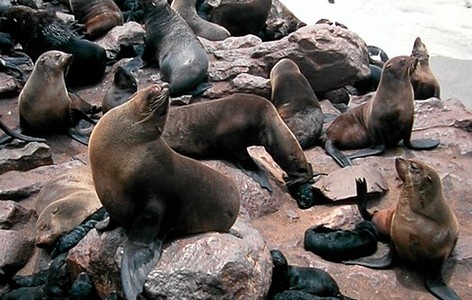 Fur seal