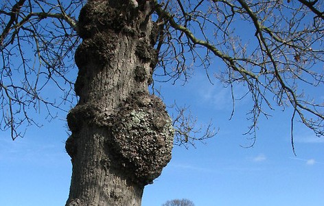 Burl