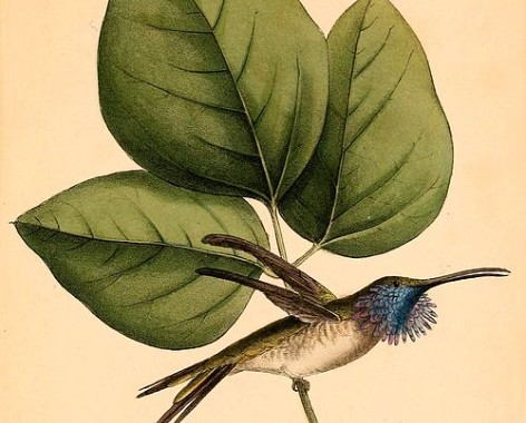 Calothorax