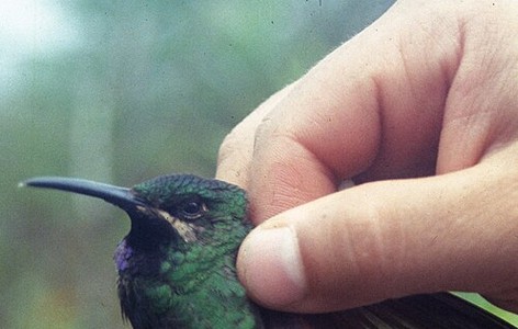 Black-throated brilliant