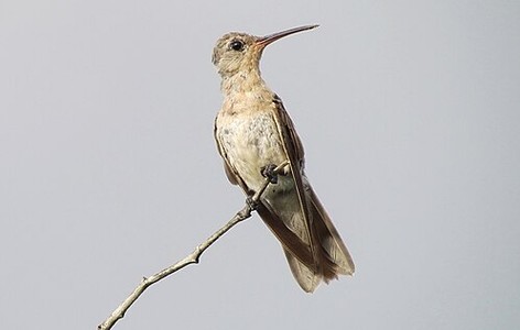Buffy hummingbird