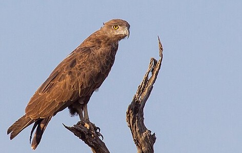 Brown snake eagle