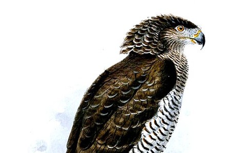 Madagascar serpent eagle