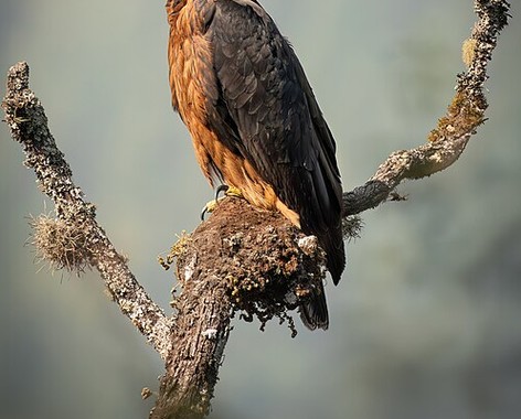Black-and-chestnut eagle