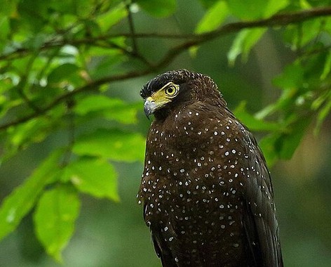 Andaman serpent eagle