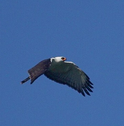 Black-and-white hawk-eagle
