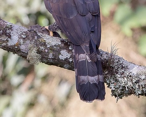 Black hawk-eagle
