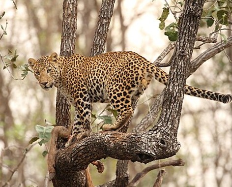 Arboreal locomotion