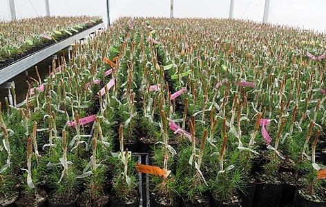 Tree breeding
