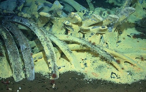 Whale fall