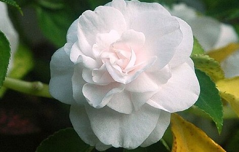 Double-flowered