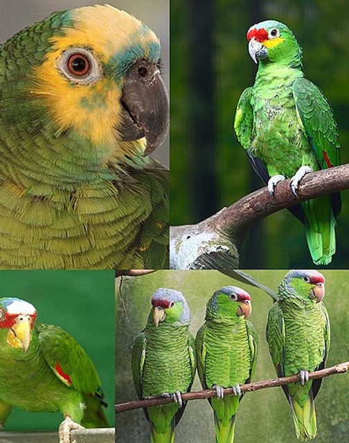 Amazon parrot