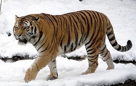 Big cat