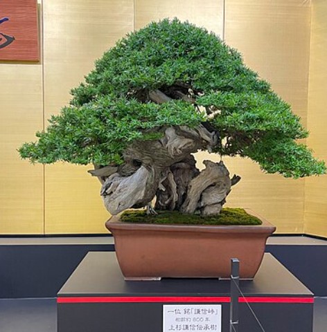 Bonsai