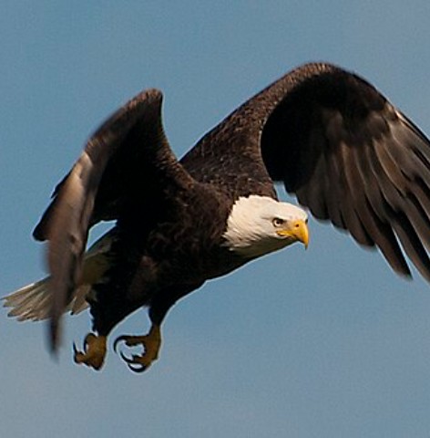 Sea eagle