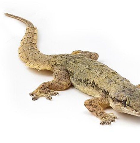 Lizard