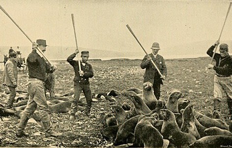 Seal hunting