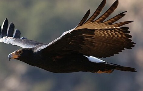 Verreaux's eagle