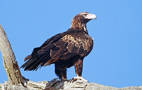 Wedge-tailed eagle