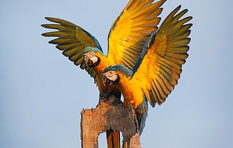 True parrot