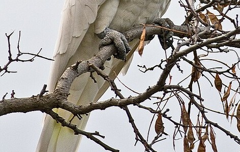Cockatoo