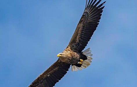 White-tailed eagle