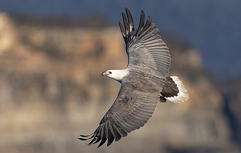 White-bellied sea eagle