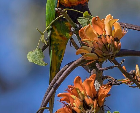 Parrot