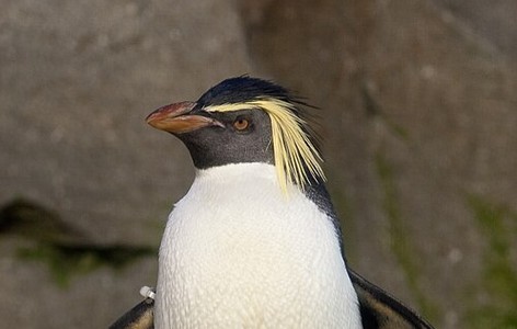Northern rockhopper penguin