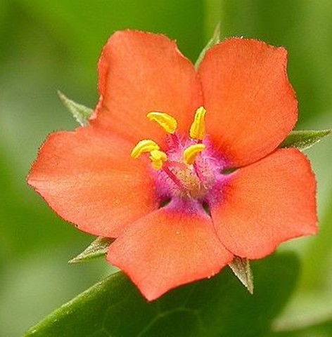 Floral diagram