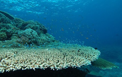 Acropora