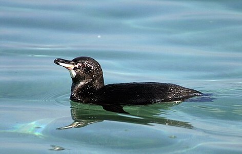 Galapagos penguin
