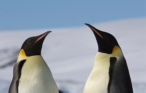 Emperor penguin