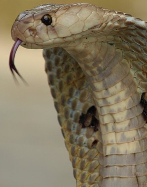 Cobra