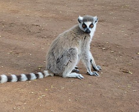 Primate