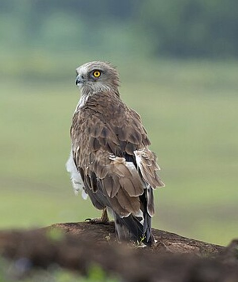 Short-toed snake eagle