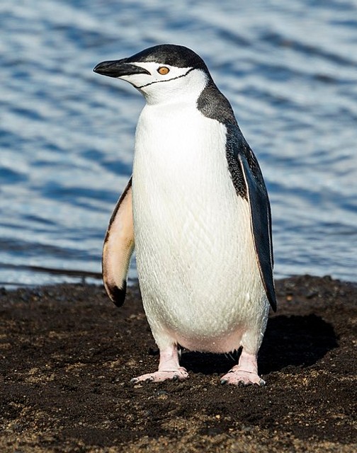Chinstrap penguin