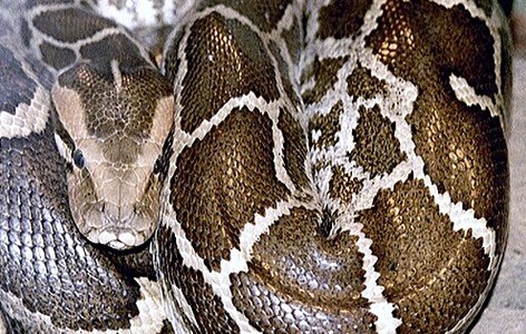 Pythonidae