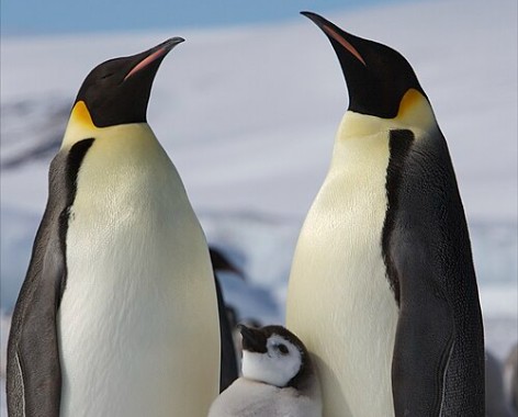 Penguin