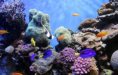 Coral reef fish