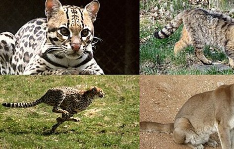 Felinae
